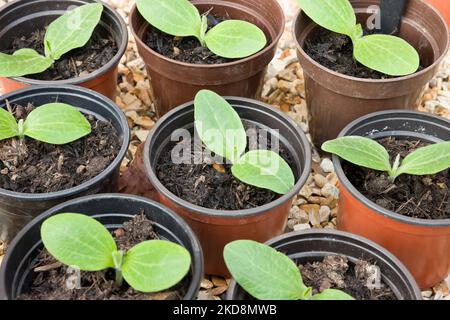 Junge Zucchini-Pflanzen (Zucchini) wachsen in Töpfen. Gemüsesämlinge, Großbritannien Stockfoto