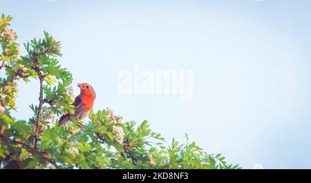 Europäischer Rotkehlchen mit Futter im Schnabel, sitzend in einem Weißdornbaum auf dem Weg zu einem Nest. Britische Gartenvögel. Stockfoto