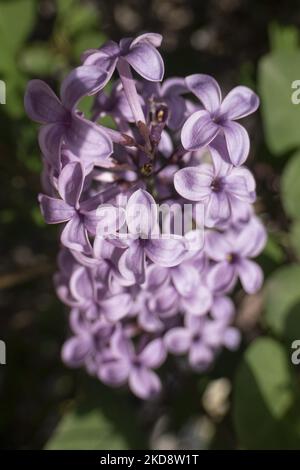 Nahaufnahme der Gemeinen Flieder, die wissenschaftlich als Syringa vulgaris-Blüten des blühenden Busches bekannt ist, eine Pflanze, die für ihren Duft bekannt ist, wie man sie in Thessaloniki sieht. Die blühenden Lilacs sind eine Art der blühenden Pflanze aus der Familie der Oleaceae, die in Griechenland und der Balkanhalbinsel beheimatet ist und rosa, violette und violette Blütenblätter hat. In Griechenland ist der gebräuchliche Name Pashalia, der als die Osterblume übersetzt wird, die im Frühling blüht. Thessaloniki, Griechenland am 22. April 2022 (Foto von Nicolas Economou/NurPhoto) Stockfoto