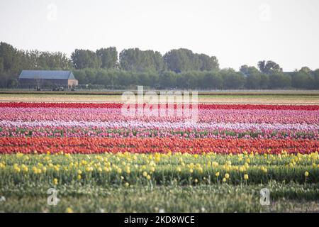 Die magische holländische Frühjahrssaison mit den Blumenzwiebeln der Tulpenblüten, die in den bunten Feldern rot, weiß, orange, gelb und anderen Farben neben blauen und violetten Hyazinthen und gelben und weißen Daffodil-, Narcissus-Pflanzen blühen. Die spezifischen Felder befinden sich zwischen Vijfhuizen und dem Flughafen Amsterdam Schiphol. Die Niederlande exportieren Blumen, die niederländischen Agrarexporte wachsen und überstiegen 2021 die 100bn EUR, die am häufigsten gehandelten Exportprodukte waren Blumen, Pflanzen, Zwiebeln und Baumschulprodukte. Das Land ist berühmt für den beliebten Keukenhof-Garten, der Millionen von Stockfoto