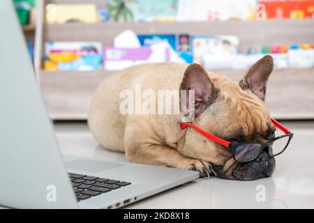 Nahaufnahme einer französischen Bulldogge, die auf dem Boden mit einer Brille neben einem Laptop liegt Stockfoto