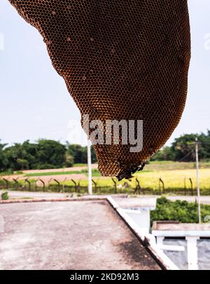 Honeycomb (sechseckige prismatische Zellen aus Bienenwachs), die aufgrund einer Sturmfront am 02/05/2022 am Indien-Bangladesch-Grenzzaun bei Nabin Nagar, Westbengalen, Indien, leer gebrochen wird. (Foto von Soumyabrata Roy/NurPhoto) Stockfoto