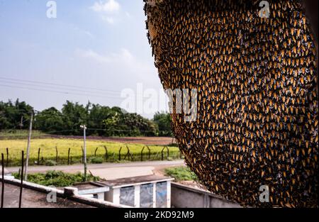 Bienenwaben (sechseckige prismatische Zellen aus Bienenwachs) voller Bienen vor dem Grenzzaun Indien-Bangladesch in Nabin Nagar, Westbengalen, Indien am 02/05/2022. (Foto von Soumyabrata Roy/NurPhoto) Stockfoto