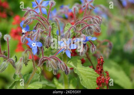 Borretsch hat viele blaue Blüten Stockfoto