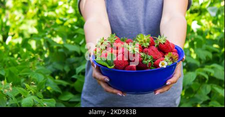 Bauernmädchen hält frisch gepflückte Erdbeeren in den Händen. Selektiver Fokus. Natur Stockfoto