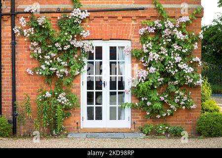 Rosa kletternde Rosen wachsen an einer Wand um französische Türen. Außenansicht des alten englischen Landhauses, Großbritannien Stockfoto