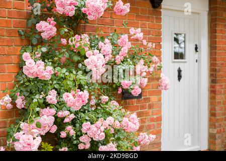 Rosa Kletterrose wächst außerhalb des Hauses in England, Großbritannien, mit Backsteinmauer und Haustür Stockfoto
