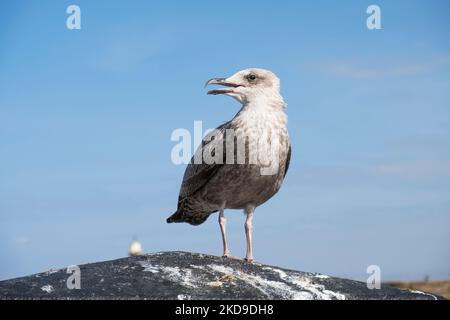 Jungmöwe (larus argentatus), Whitby Harbour, North Yorkshire Coast, Großbritannien Stockfoto