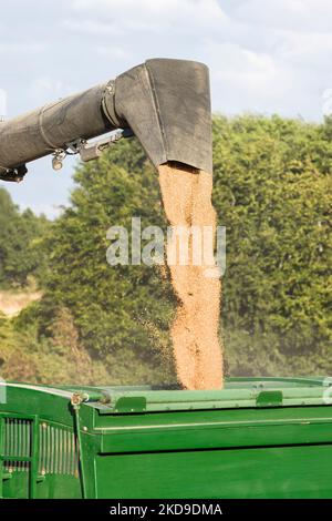 Weizenernte auf britischem Ackerland. Mähdrescher Trichter Gießen Weizenkorn in einen Anhänger Stockfoto