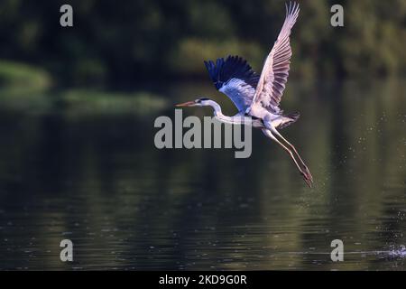 Ein Graureiher (Ardea cinerea), lokal Cangak abu genannt, fliegt am 25. August 2021 über die Nordküste des Angke Kapuk Mangrove Protected Forest in Jakarta, Indonesien. (Foto von Garry Lotulung/NurPhoto) Stockfoto