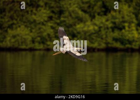 Ein Graureiher (Ardea cinerea), lokal Cangak abu genannt, fliegt am 25. August 2021 über die Nordküste des Angke Kapuk Mangrove Protected Forest in Jakarta, Indonesien. (Foto von Garry Lotulung/NurPhoto) Stockfoto