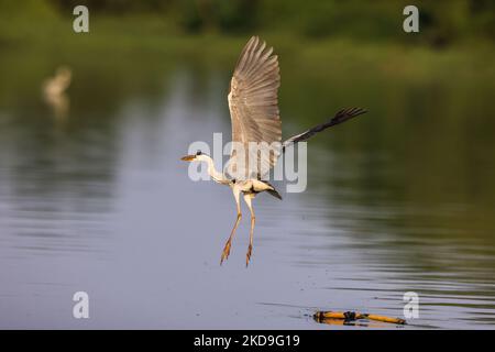 Ein Graureiher (Ardea cinerea), lokal Cangak abu genannt, fliegt am 25. August 2021 über die Nordküste des Angke Kapuk Mangrove Protected Forest in Jakarta, Indonesien. (Foto von Garry Lotulung/NurPhoto) Stockfoto