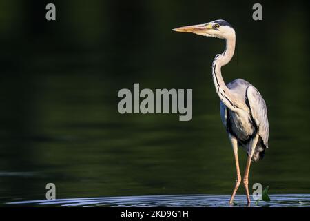 Ein Reiher (Ardea cinerea), lokal Cangak abu Barches genannt, liegt am 25. August 2021 an der Nordküste des Angke Kapuk Mangrove Protected Forest in Jakarta, Indonesien. (Foto von Garry Lotulung/NurPhoto) Stockfoto