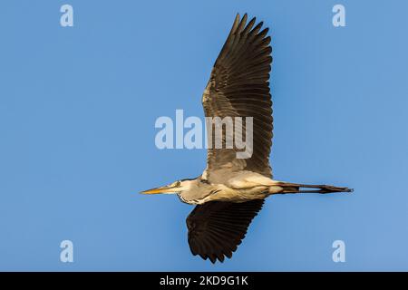 Ein Graureiher (Ardea cinerea), lokal Cangak abu genannt, fliegt am 25. August 2021 über die Nordküste des Angke Kapuk Mangrove Protected Forest in Jakarta, Indonesien. (Foto von Garry Lotulung/NurPhoto) Stockfoto