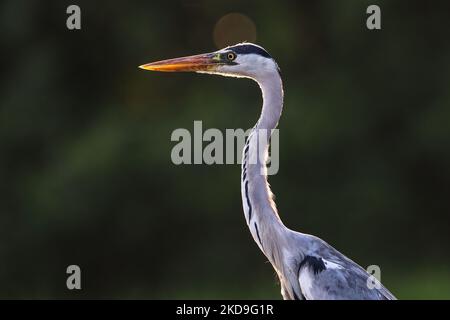 Ein Reiher (Ardea cinerea), lokal Cangak abu Barches genannt, liegt am 25. August 2021 an der Nordküste des Angke Kapuk Mangrove Protected Forest in Jakarta, Indonesien. (Foto von Garry Lotulung/NurPhoto) Stockfoto