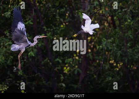 Ein Graureiher (Ardea cinerea), lokal Cangak abu genannt, fliegt am 25. August 2021 über die Nordküste des Angke Kapuk Mangrove Protected Forest in Jakarta, Indonesien. (Foto von Garry Lotulung/NurPhoto) Stockfoto