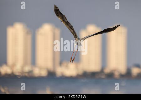 Ein Graureiher (Ardea cinerea), lokal Cangak abu genannt, fliegt am 25. August 2021 über die Nordküste des Angke Kapuk Mangrove Protected Forest in Jakarta, Indonesien. (Foto von Garry Lotulung/NurPhoto) Stockfoto