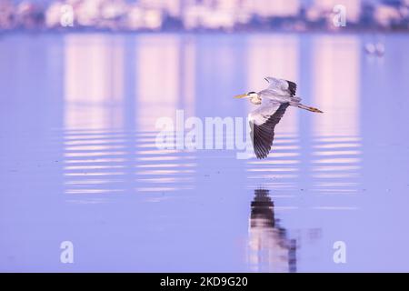 Ein Graureiher (Ardea cinerea), lokal Cangak abu genannt, fliegt am 25. August 2021 über die Nordküste des Angke Kapuk Mangrove Protected Forest in Jakarta, Indonesien. (Foto von Garry Lotulung/NurPhoto) Stockfoto