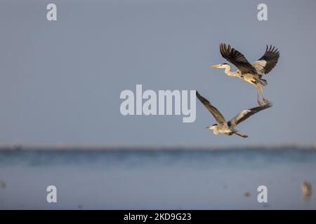 Ein Graureiher (Ardea cinerea), lokal Cangak abu genannt, fliegt am 25. August 2021 über die Nordküste des Angke Kapuk Mangrove Protected Forest in Jakarta, Indonesien. (Foto von Garry Lotulung/NurPhoto) Stockfoto