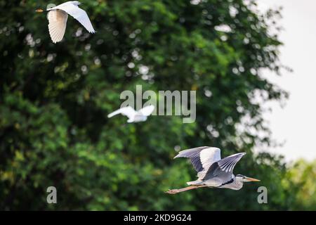 Ein Graureiher (Ardea cinerea), lokal Cangak abu genannt, fliegt am 25. August 2021 über die Nordküste des Angke Kapuk Mangrove Protected Forest in Jakarta, Indonesien. (Foto von Garry Lotulung/NurPhoto) Stockfoto