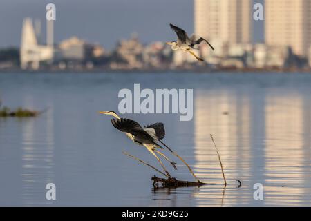 Ein Graureiher (Ardea cinerea), lokal Cangak abu genannt, fliegt am 25. August 2021 über die Nordküste des Angke Kapuk Mangrove Protected Forest in Jakarta, Indonesien. (Foto von Garry Lotulung/NurPhoto) Stockfoto