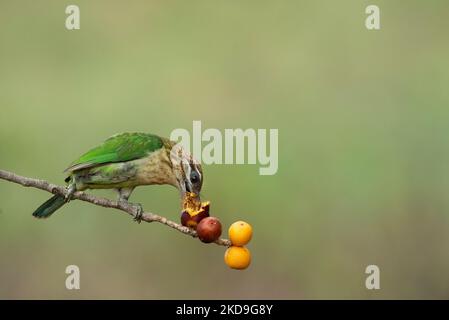 Eine Nahaufnahme eines Weißwabenbarbetes, der Beeren auf einem isolierten Hintergrund isst Stockfoto