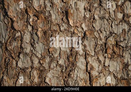 Nahaufnahme Textur von brauner rissiger Rinde von weißer Kiefer im Wald, Nadelbaum Schottenkiefer, Pinus sylvestris. Abstrakter natürlicher Hintergrund, Stockfoto