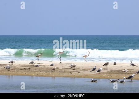 Möwen und Pelikane an der Küste bei salalah im oman Stockfoto