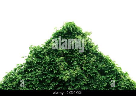 Mit Wildreben bedecktes Hausdach, isoliert Stockfoto