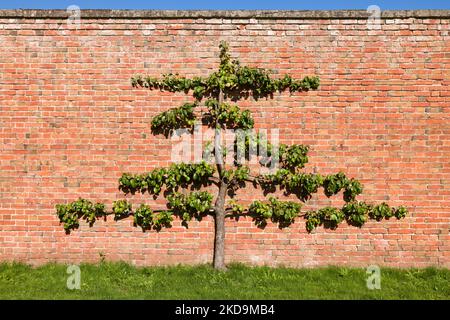 Espalier Obstbaum (Birnbaum) trainiert gegen eine Ziegelmauer in einem englischen Garten, Großbritannien Stockfoto