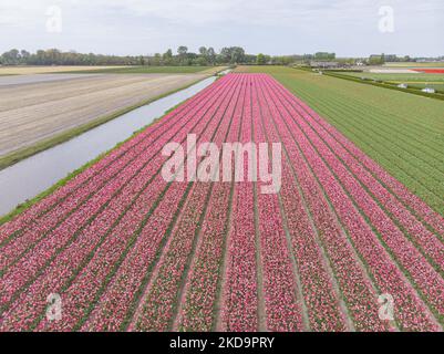 Luftpanorama von einer Drohne auf die ikonischen magischen holländischen Tulpenfelder während der Frühjahrssaison. Magische holländische Frühjahrssaison mit den Blumenzwiebeln der Tulpenblüten, die in den bunten Feldern von rot, weiß, orange, gelb und anderen Farben neben blauen und violetten Hyazinthen, gelben und weißen Daffodil-, Narcissus-Pflanzen blühen. Die spezifischen Felder befinden sich in der Nähe von Lisse in der Nähe von Amsterdam. Die Niederlande exportieren Blumen, die niederländischen Agrarexporte wachsen und überstiegen 2021 die 100bn Euro, die am meisten gehandelten Exportprodukte waren Blumen, Pflanzen, Zwiebeln und Baumschulprodukte. T Stockfoto