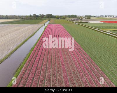Luftpanorama von einer Drohne auf die ikonischen magischen holländischen Tulpenfelder während der Frühjahrssaison. Magische holländische Frühjahrssaison mit den Blumenzwiebeln der Tulpenblüten, die in den bunten Feldern von rot, weiß, orange, gelb und anderen Farben neben blauen und violetten Hyazinthen, gelben und weißen Daffodil-, Narcissus-Pflanzen blühen. Die spezifischen Felder befinden sich in der Nähe von Lisse in der Nähe von Amsterdam. Die Niederlande exportieren Blumen, die niederländischen Agrarexporte wachsen und überstiegen 2021 die 100bn Euro, die am meisten gehandelten Exportprodukte waren Blumen, Pflanzen, Zwiebeln und Baumschulprodukte. T Stockfoto