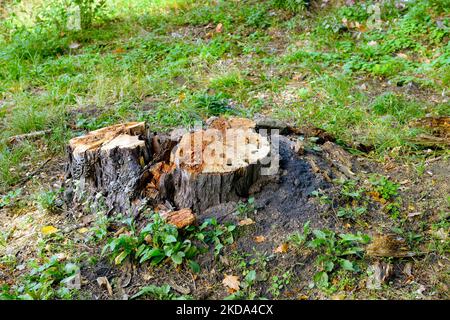 Alte Baumstümpfe von abgeschnittenen Bäumen im Wald. Stockfoto