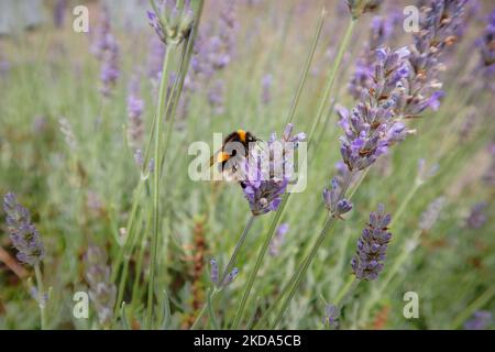 Wilder Bumble Biene (Bombus terrestris), Einzelarbeiter, der Nektar aus Lavendelblüten (Lavandula) trinkt, die auf einem Feld blühen. Stockfoto