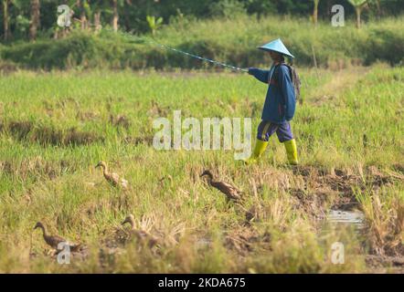 Ein Landwirt, der am 17. Mai 2022 in Ungarn, Provinz Zentraljava, Indonesien, auf einem Reisfeld Enten hütet. (Foto von WF Sihardian/NurPhoto) Stockfoto