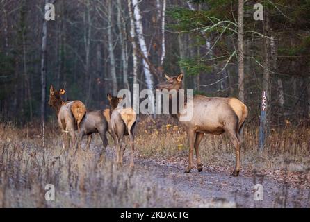 Elch in Clam Lake, Wisconsin. Stockfoto