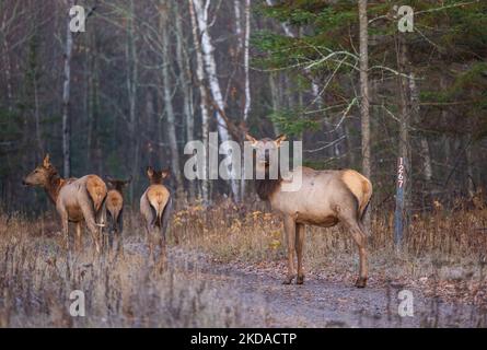 Elch in Clam Lake, Wisconsin. Stockfoto