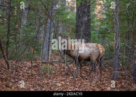 Bullenelch in Clam Lake, Wisconsin. Stockfoto