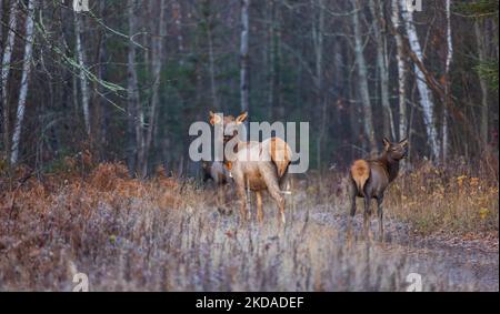 Elch in Clam Lake, Wisconsin. Stockfoto