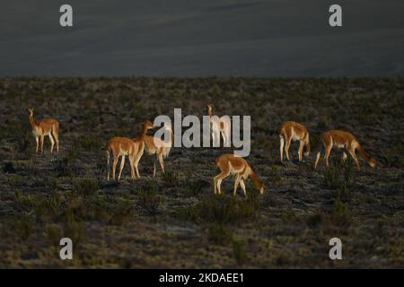 Eine Herde von vicuñas entlang der Straße von Arequipa zum Colca Canyon, im Nationalpark Vicuña de Aguada Blanca. Am Samstag, den 9. April 2022, in Chivay, Provinz Caylloma, Department of Arequipa, Peru. (Foto von Artur Widak/NurPhoto) Stockfoto