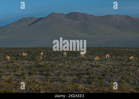 Eine Herde von vicuñas entlang der Straße von Arequipa zum Colca Canyon, im Nationalpark Vicuña de Aguada Blanca. Am Samstag, den 9. April 2022, in Chivay, Provinz Caylloma, Department of Arequipa, Peru. (Foto von Artur Widak/NurPhoto) Stockfoto