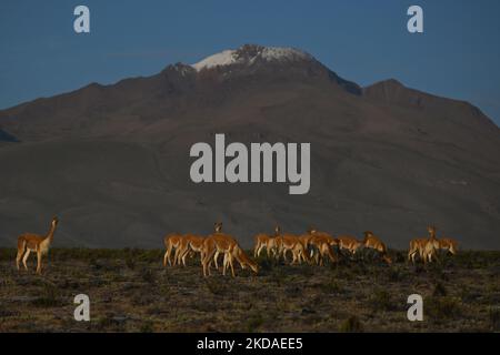 Eine Herde von vicuñas entlang der Straße von Arequipa zum Colca Canyon, im Nationalpark Vicuña de Aguada Blanca. Am Samstag, den 9. April 2022, in Chivay, Provinz Caylloma, Department of Arequipa, Peru. (Foto von Artur Widak/NurPhoto) Stockfoto