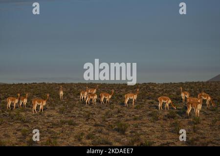 Eine Herde von vicuñas entlang der Straße von Arequipa zum Colca Canyon, im Nationalpark Vicuña de Aguada Blanca. Am Samstag, den 9. April 2022, in Chivay, Provinz Caylloma, Department of Arequipa, Peru. (Foto von Artur Widak/NurPhoto) Stockfoto