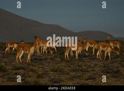 Eine Herde von vicuñas entlang der Straße von Arequipa zum Colca Canyon, im Nationalpark Vicuña de Aguada Blanca. Am Samstag, den 9. April 2022, in Chivay, Provinz Caylloma, Department of Arequipa, Peru. (Foto von Artur Widak/NurPhoto) Stockfoto