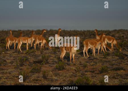 Eine Herde von vicuñas entlang der Straße von Arequipa zum Colca Canyon, im Nationalpark Vicuña de Aguada Blanca. Am Samstag, den 9. April 2022, in Chivay, Provinz Caylloma, Department of Arequipa, Peru. (Foto von Artur Widak/NurPhoto) Stockfoto