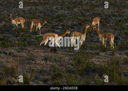 Eine Herde von vicuñas entlang der Straße von Arequipa zum Colca Canyon, im Nationalpark Vicuña de Aguada Blanca. Am Samstag, den 9. April 2022, in Chivay, Provinz Caylloma, Department of Arequipa, Peru. (Foto von Artur Widak/NurPhoto) Stockfoto