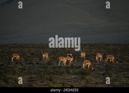 Eine Herde von vicuñas entlang der Straße von Arequipa zum Colca Canyon, im Nationalpark Vicuña de Aguada Blanca. Am Samstag, den 9. April 2022, in Chivay, Provinz Caylloma, Department of Arequipa, Peru. (Foto von Artur Widak/NurPhoto) Stockfoto