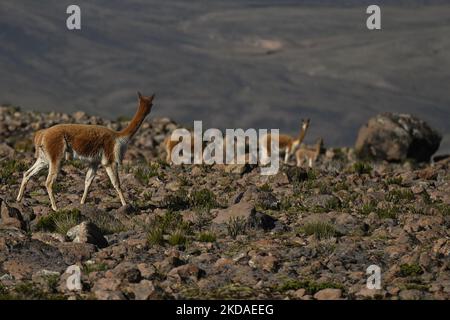 Vicuñas gesehen am Mirador de los Andes (Andes Lookout) auf 4.910 Metern, entlang der Straße von Arequipa zum Colca Canyon. Am Samstag, den 9. April 2022, in Chivay, Provinz Caylloma, Department of Arequipa, Peru. (Foto von Artur Widak/NurPhoto) Stockfoto