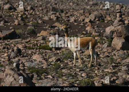 A vicuña gesehen am Mirador de los Andes (Andes Lookout) auf 4.910 Metern, entlang der Straße von Arequipa zum Colca Canyon. Am Samstag, den 9. April 2022, in Chivay, Provinz Caylloma, Department of Arequipa, Peru. (Foto von Artur Widak/NurPhoto) Stockfoto