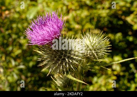 Thistle Blume in Spinnweben gewickelt Stockfoto